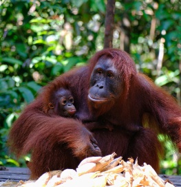 Orang-Utan mit Jungtier